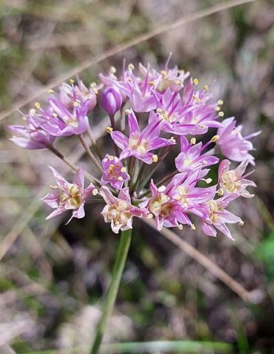 Pink Flowered Onion (common)