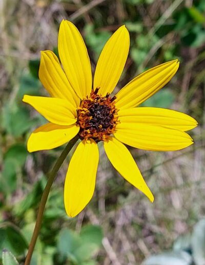 Sunflower (common)